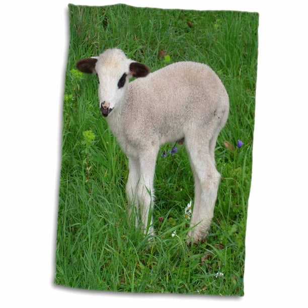 3D Rose Costa Rica-Farm Animals-Cows-Corcovado Peninsula-Sa22 Kwi0000-Kymri Wilt Hand/Sports Towel 15 x 22 3D Rose Costa Rica-Farm Animals-Cows-Corcovado Peninsula-Sa22 Kwi0000-Kymri Wilt Hand/Sports Towel 15 x 22